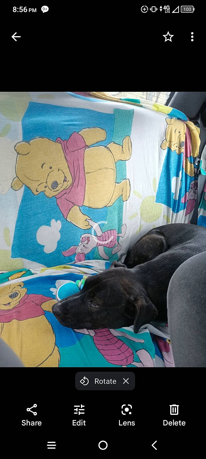 Rose joined the competition — help win amazing prizes! art, bedding, car_seat, comfort, companion_dog, dog, dog_breed, guard_dog, linens, magenta, mammal, nap, pattern, room, stuffed_toy, teddy_bear, textile, toy, vertebrate, visual_arts