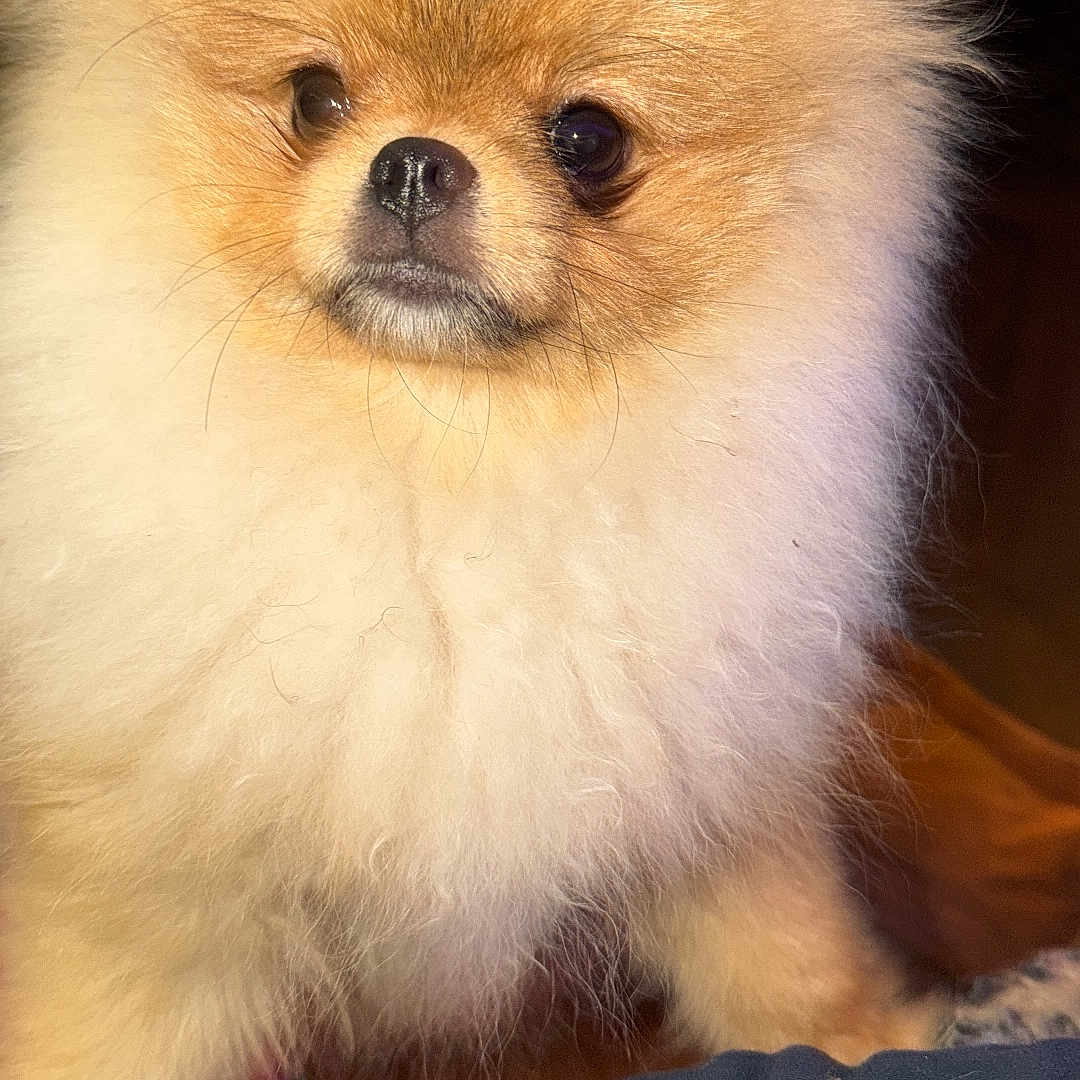Aia a rejoint le concours — aidez-le/la à gagner de superbes lots ! adorable, animal, canine, close_up, companion, cute, dog, domestic_animal, eyes, face, fluffy, fur, indoors, mammal, nose, pet, pomeranian, portrait, small_dog, whiskers