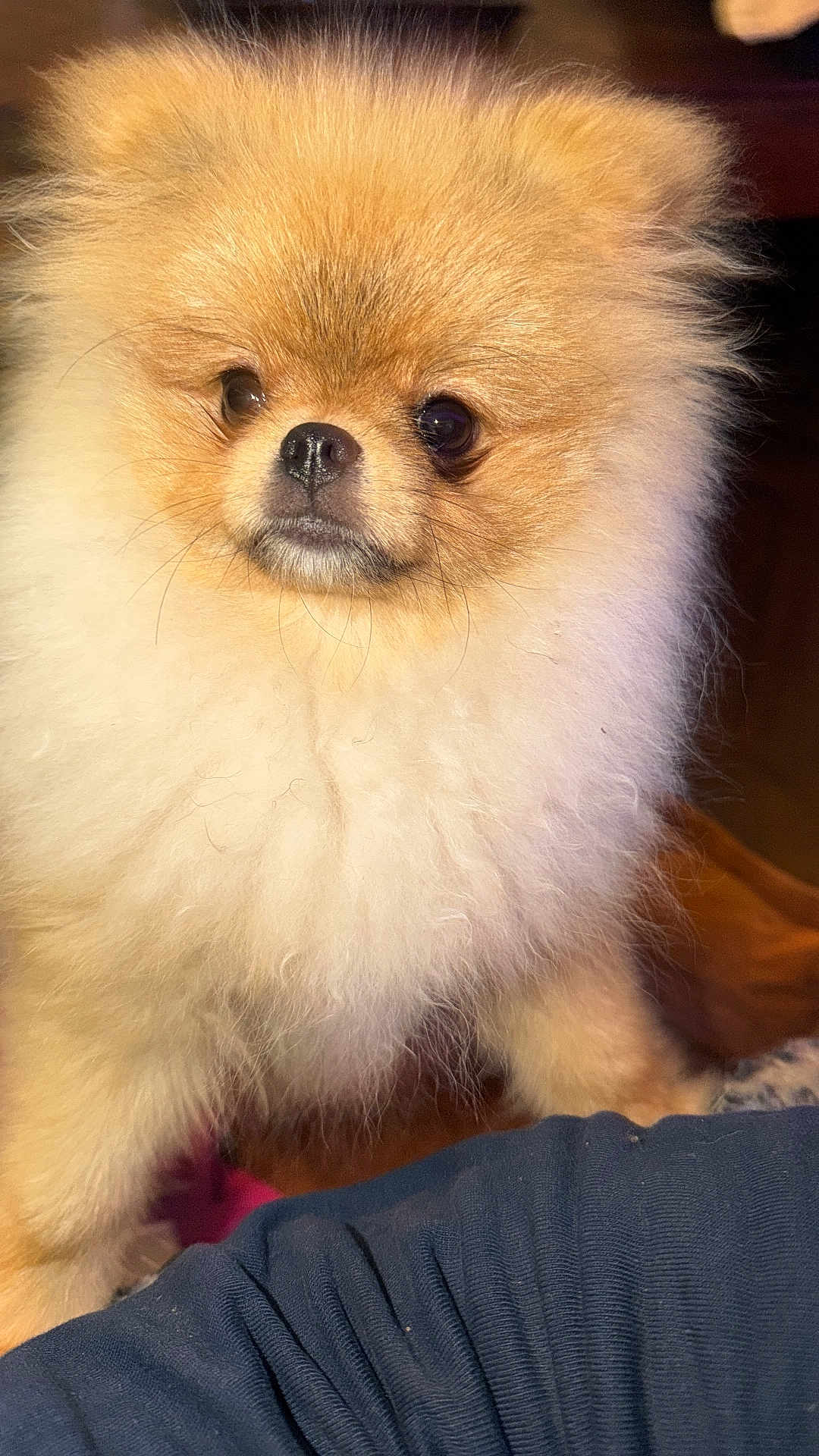 Aia a rejoint le concours — aidez-le/la à gagner de superbes lots ! dog, pomeranian, fluffy, pet, cute, animal, mammal, fur, small_dog, indoors, portrait, face, eyes, nose, whiskers, close_up, adorable, companion, domestic_animal, canine