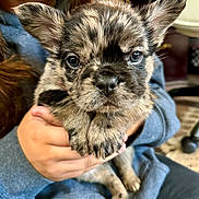 Batman joined the competition — help win amazing prizes! puppy, dog, brindle, cute, pet, animal, young, ears, eyes, person, hand, holding, blue_sweatshirt, indoor, portrait, closeup, furry, small, adorable, face