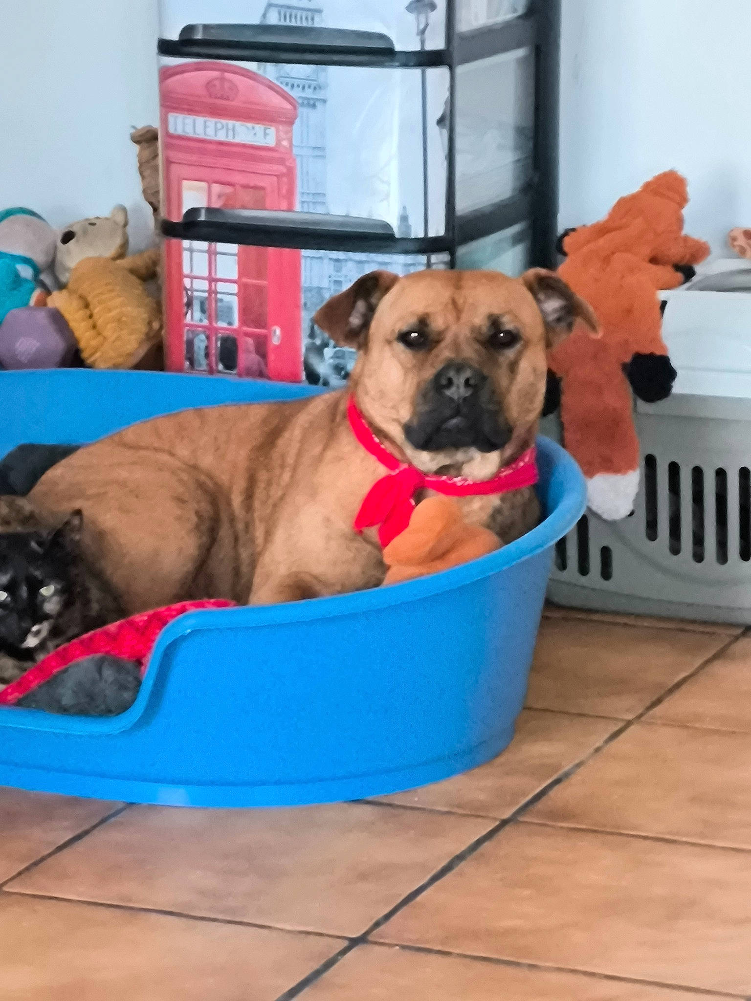 Siska participe au concours pour gagner de l'argent avec cette photo : canidae, carnivore, collar, companion_dog, dog, dog_breed, dog_collar, dog_supply, fawn, guard_dog, non_sporting_group, pet_supply, puppy, sporting_group, working_animal, working_dog