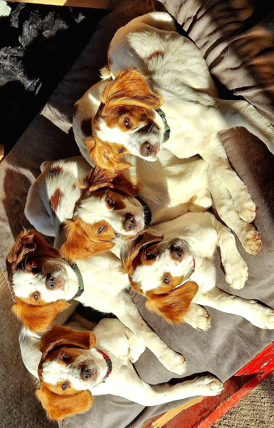 Urus Ummer Uzi Ulka Umber