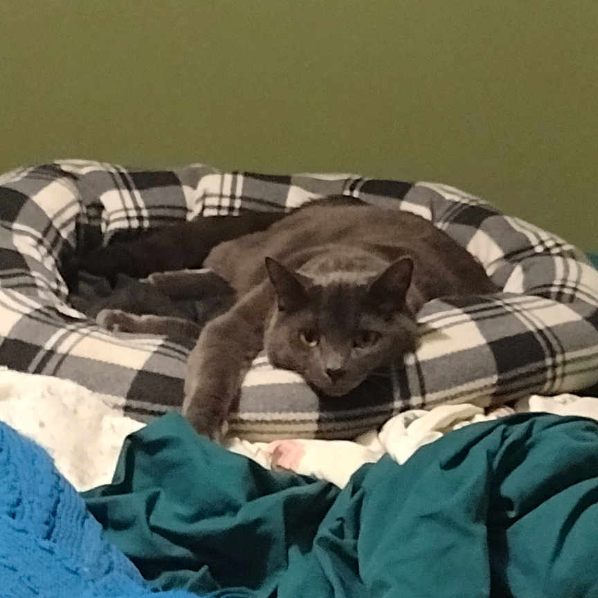Charlie joined the competition — help win amazing prizes! animal, bed, bedroom, blanket, canine, cat, cushion, dog, furniture, homedecor, hound, indoors, interiordesign, linen, person, pet, puppy, quilt, room, sleeping