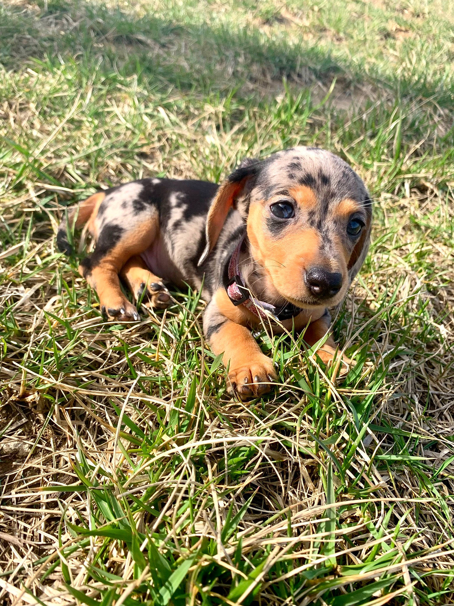 Toph is registered to the contest to win money with this photo: canidae, carnivore, companion_dog, dog, dog_breed, fawn, field, grass, grassland, groundcover, landscape, pasture, plant, prairie, puppy, snout, sporting_group, terrestrial_animal, wildlife, working_animal