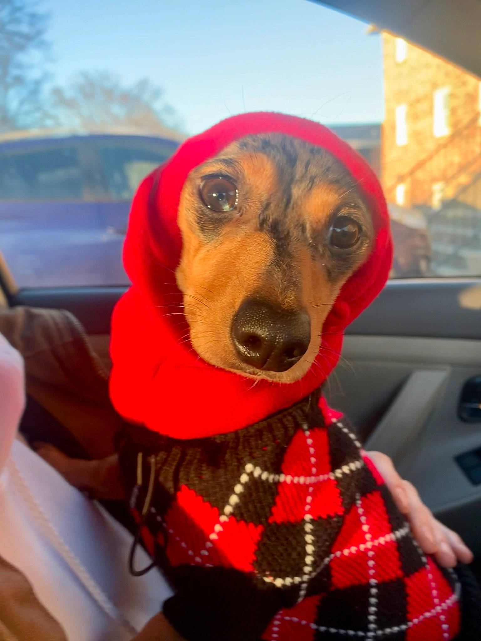 Toph joined the competition — help win amazing prizes! carnivore, collar, companion_dog, dog, dog_breed, dog_clothes, dog_collar, dog_supply, eyewear, fawn, goggles, lifejacket, personal_protective_equipment, pet_supply, plaid, snout, sunglasses, tartan, whiskers, working_animal