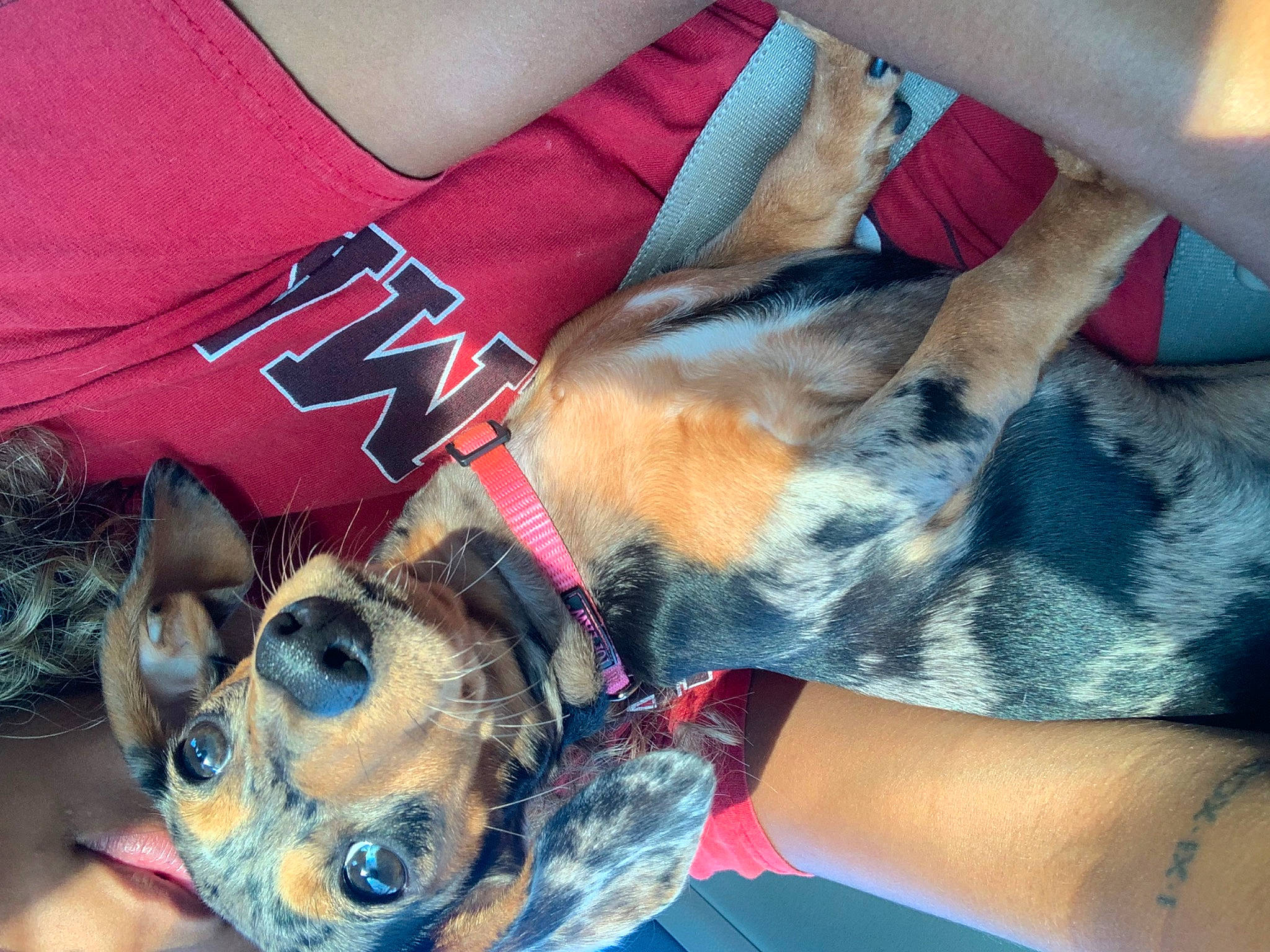 Toph joined the competition — help win amazing prizes! carnivore, companion_dog, dog, dog_breed, elbow, eyewear, fashion_accessory, fawn, flesh, foot, fur, gesture, human_leg, mammal, nail, pattern, selfie, temporary_tattoo, thigh, wrist