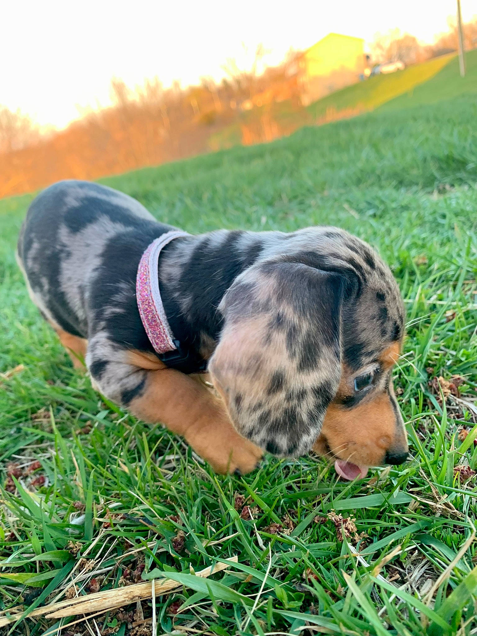 Toph is registered to the contest to win money with this photo: canidae, carnivore, companion_dog, dog, dog_breed, fawn, grass, grassland, landscape, pasture, people_in_nature, plant, sky, snout, sporting_group, sunlight, tail, terrestrial_animal, tree, working_dog