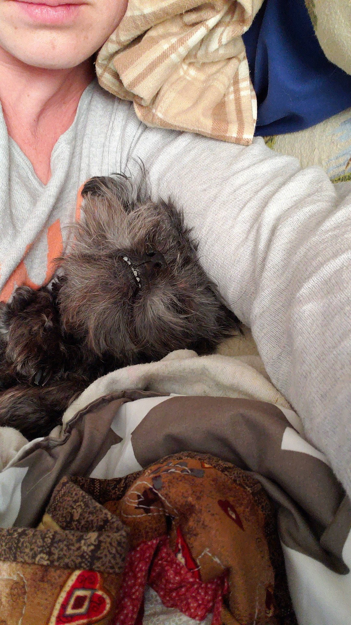 Monkey joined the competition — help win amazing prizes! affenpinscher, birth, cairn_terrier, canidae, carnivore, companion_dog, dog, dog_breed, nap, non_sporting_group, puppy, schnoodle, shih_tzu, toy_dog