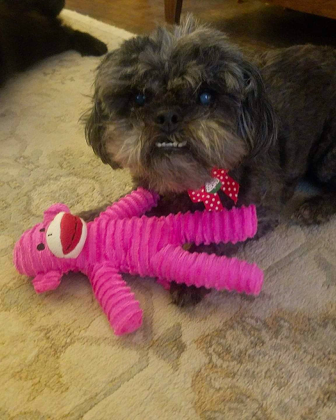 Monkey is registered to the contest to win money with this photo: affenpinscher, bolonka, canidae, carnivore, chinese_imperial_dog, companion_dog, dog, dog_breed, dog_clothes, dog_toy, havanese, lhasa_apso, mammal, pekapoo, pink, puppy, schnoodle, shih_poo, shih_tzu, sporting_group