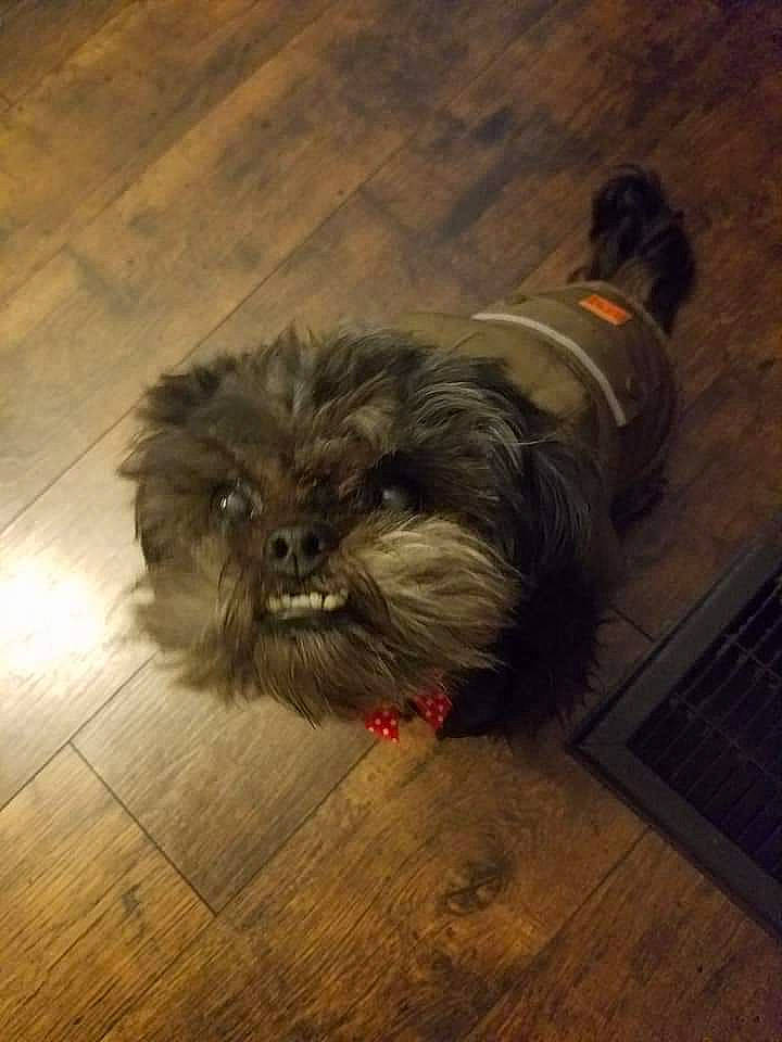 Monkey is registered to the contest to win money with this photo: affenpinscher, bolonka, canidae, carnivore, chinese_imperial_dog, companion_dog, dog, dog_breed, floor, griffon_bruxellois, havanese, lhasa_apso, morkie, non_sporting_group, puppy, schnoodle, shih_tzu, snout, sporting_group, toy_dog