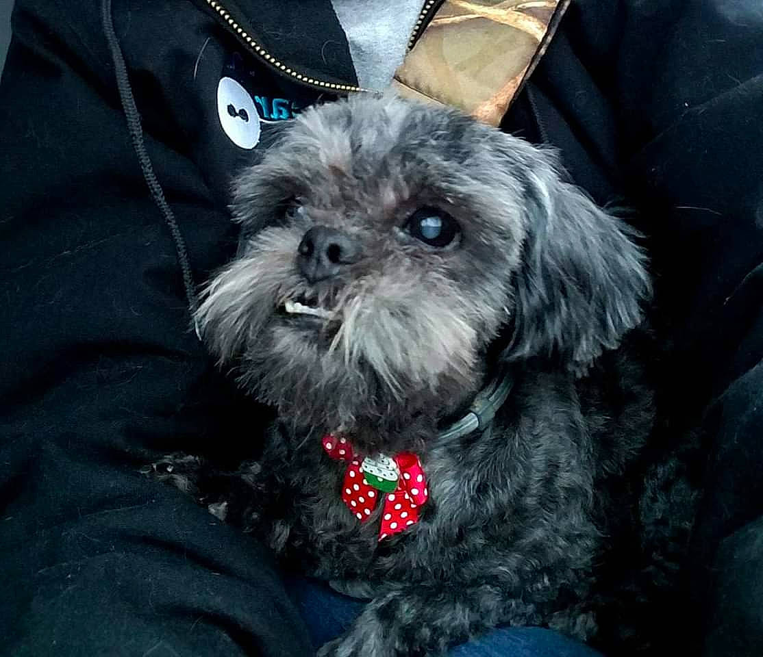 Monkey joined the competition — help win amazing prizes! affenpinscher, bolonka, canidae, carnivore, chinese_imperial_dog, companion_dog, dog, dog_breed, lhasa_apso, lowchen, maltepoo, mammal, morkie, pekapoo, poodle_crossbreed, puppy, schnoodle, shih_poo, shih_tzu, snout