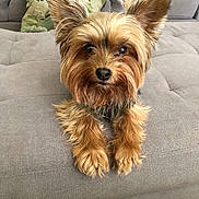 Ariel joined the competition — help win amazing prizes! animal, camouflage_clothing, canine, couch, cute, dog, domestic_animal, ears, fur, gray_furniture, indoor, legs, looking_at_camera, person, pet, portrait, relaxing, small_dog, wooden_floor, yorkshire_terrier
