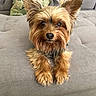 animal, camouflage_clothing, canine, couch, cute, dog, domestic_animal, ears, fur, gray_furniture, indoor, legs, looking_at_camera, person, pet, portrait, relaxing, small_dog, wooden_floor, yorkshire_terrier