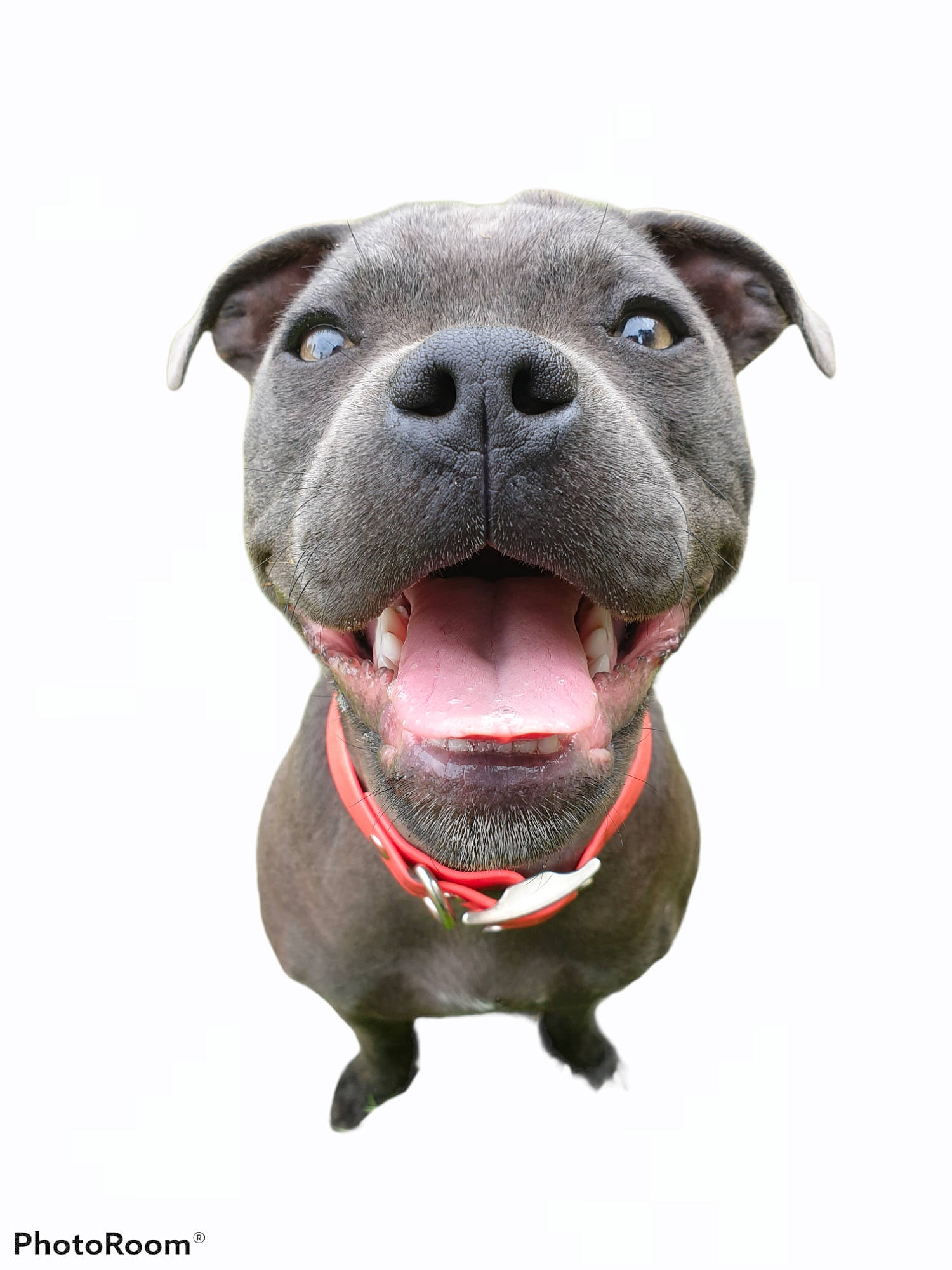 Dusty is registered to the contest to win money with this photo: canidae, carnivore, collar, companion_dog, dog, dog_breed, dog_collar, electric_blue, fawn, fur, non_sporting_group, snout, sporting_group, terrestrial_animal, whiskers, working_animal