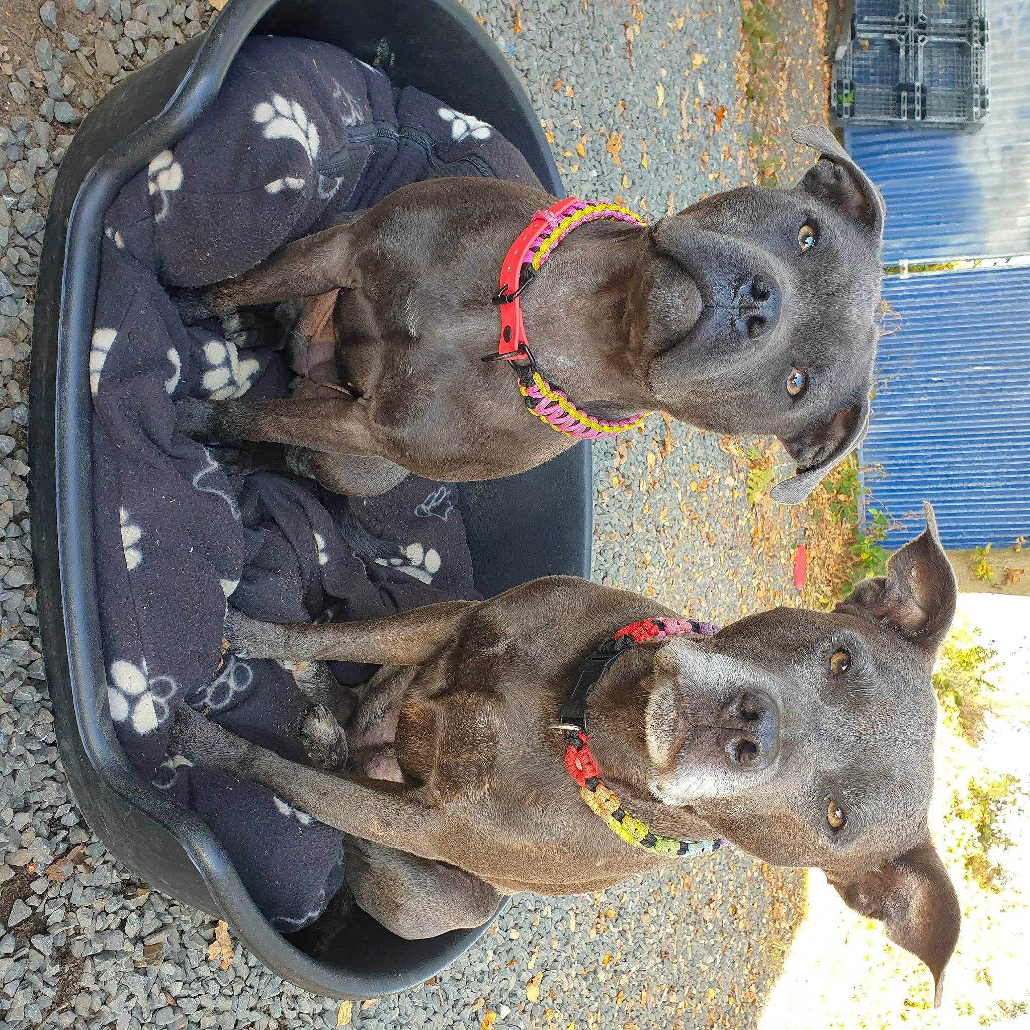 Dusty joined the competition — help win amazing prizes! adventure, auto_part, canidae, carnivore, collar, companion_dog, dog, dog_breed, dog_collar, dog_supply, fashion_accessory, fawn, leash, non_sporting_group, pet_supply, snout, sporting_group, working_animal, working_dog