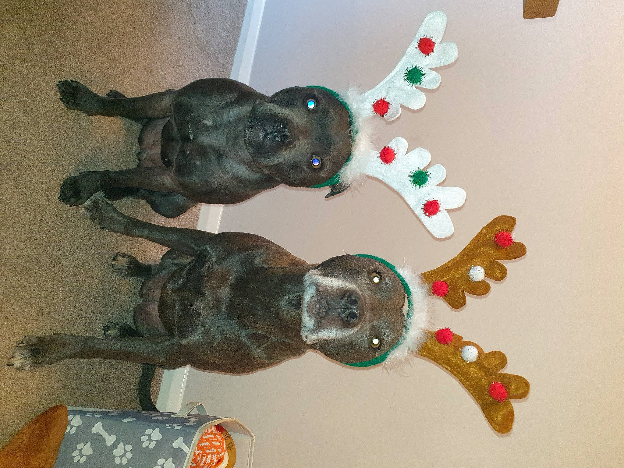 Dusty joined the competition — help win amazing prizes! carnivore, circle, dog_breed, fashion_accessory, metal, sporting_group, tail, visual_arts, working_animal