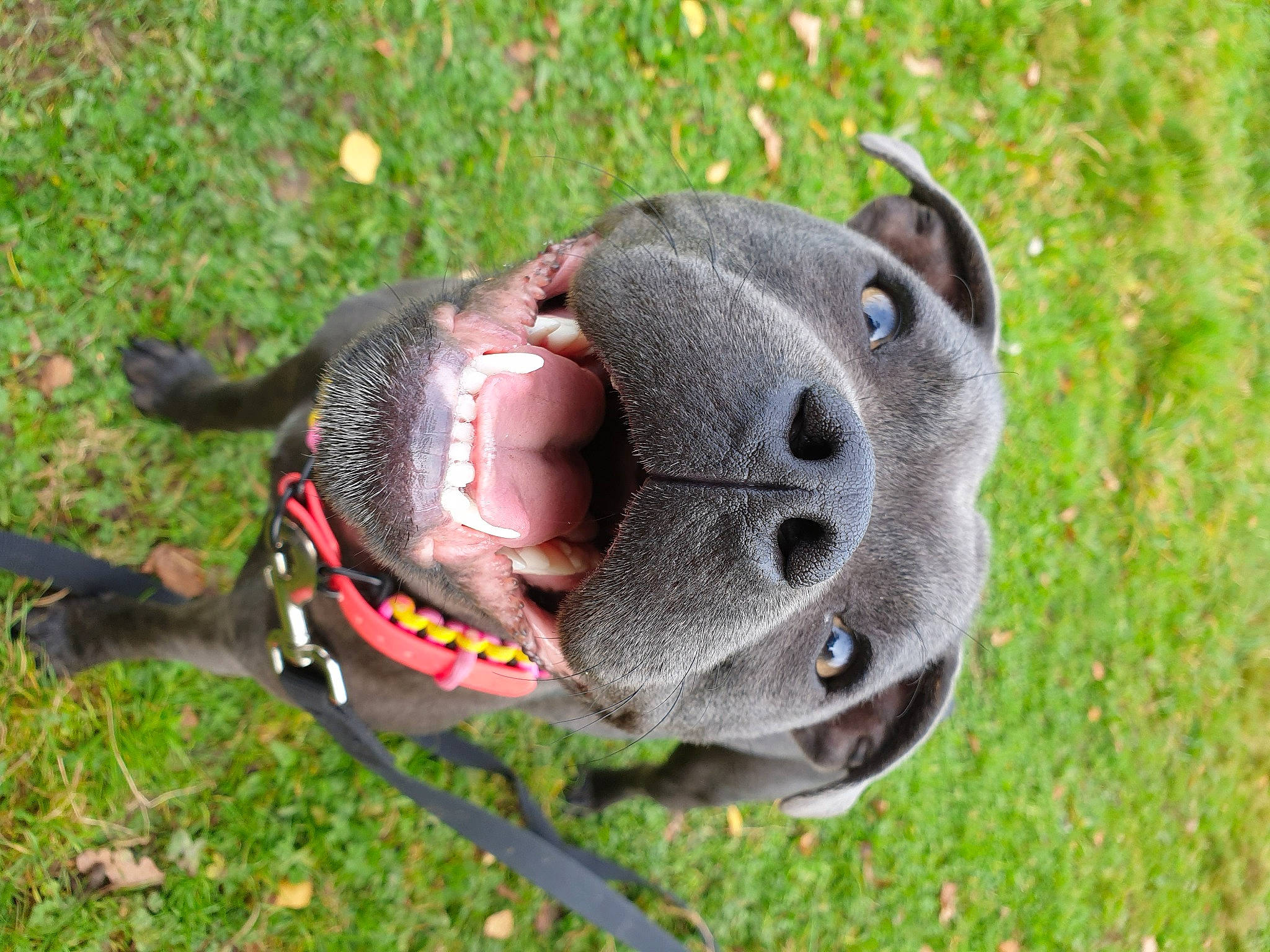 Dusty joined the competition — help win amazing prizes! arthropod, beetle, collar, fashion_accessory, grass, insect, metal, personal_protective_equipment, pest, plant, sculpture, snout, sports_gear, terrestrial_animal, toy, tree, wildlife, working_animal