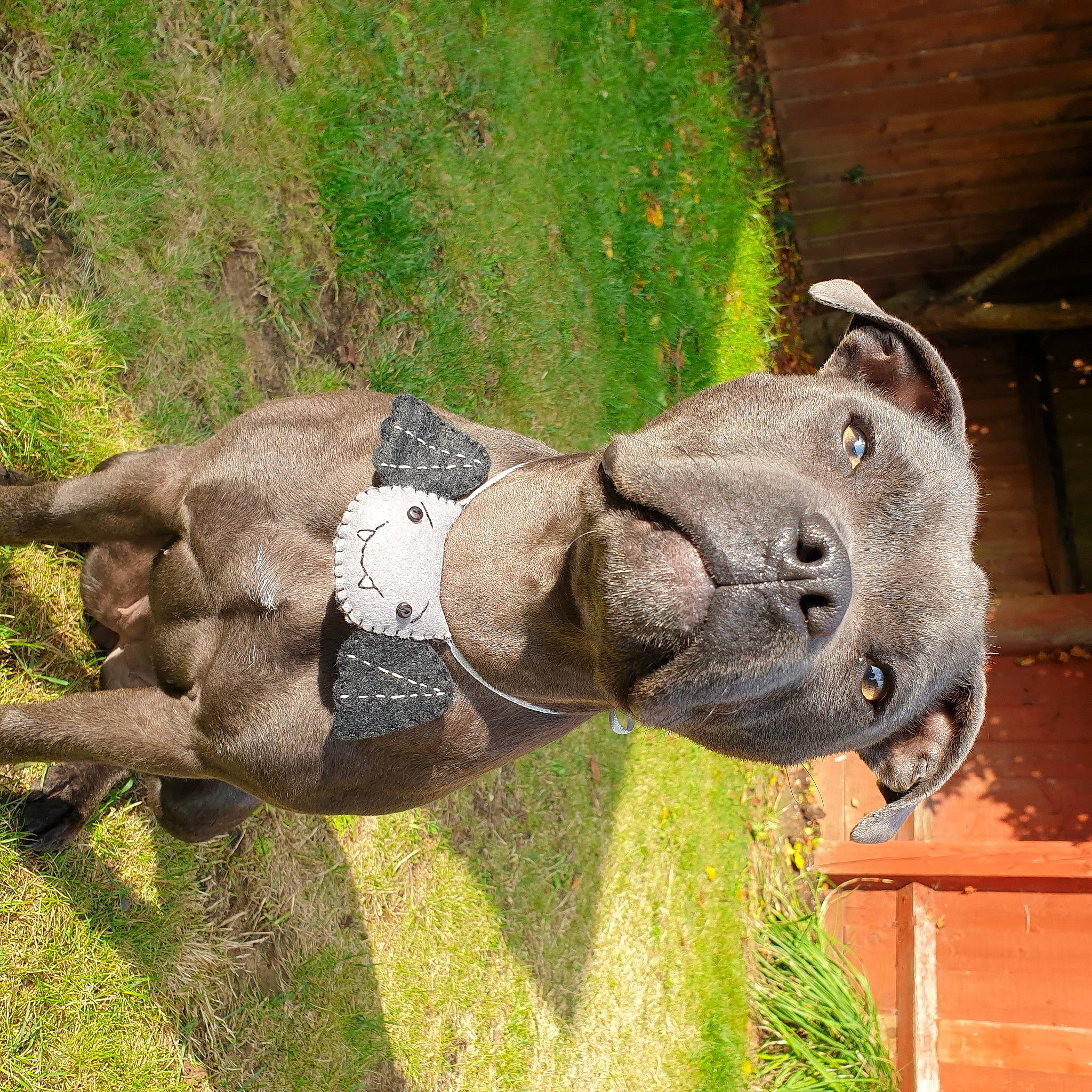 Dusty joined the competition — help win amazing prizes! art, artifact, canidae, fawn, grass, horse, lawn_ornament, monument, pack_animal, plant, sculpture, snout, sporting_group, stallion, statue, terrestrial_animal, tree, trunk, wood, working_animal