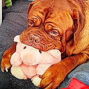 Lancelot a rejoint le concours — aidez-le/la à gagner de superbes lots ! dog, plush_toy, pig_toy, brown_dog, pet, animal, blanket, cushion, indoor, cozy, toy, snout, paw, resting, cute, wrinkles, fur, closeup, comfort, relaxed