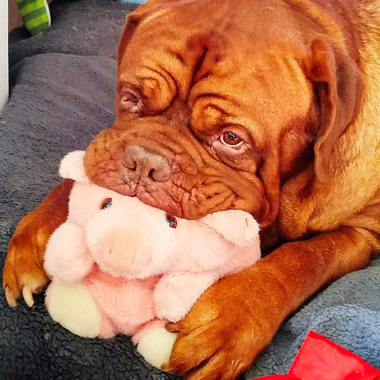 Lancelot a rejoint le concours — aidez-le/la à gagner de superbes lots ! dog, plush_toy, pig_toy, brown_dog, pet, animal, blanket, cushion, indoor, cozy, toy, snout, paw, resting, cute, wrinkles, fur, closeup, comfort, relaxed