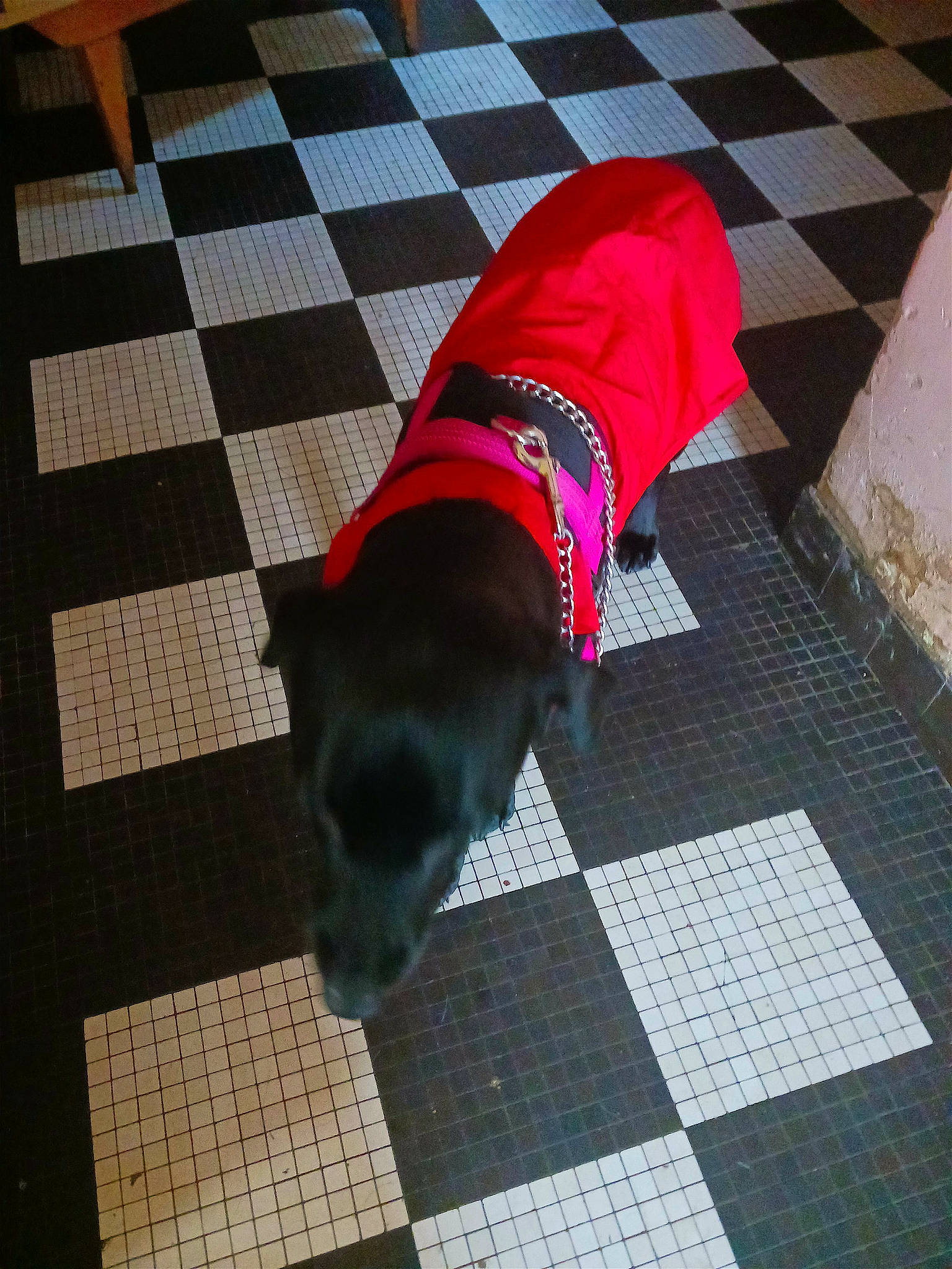 Topaze participe au concours pour gagner de l'argent avec cette photo : carnivore, comfort, companion_dog, dog, dog_breed, dog_clothes, dog_supply, floor, flooring, hardwood, laminate_flooring, line, mammal, pattern, pet_supply, road_surface, sporting_group, tail, tints_and_shades, wood