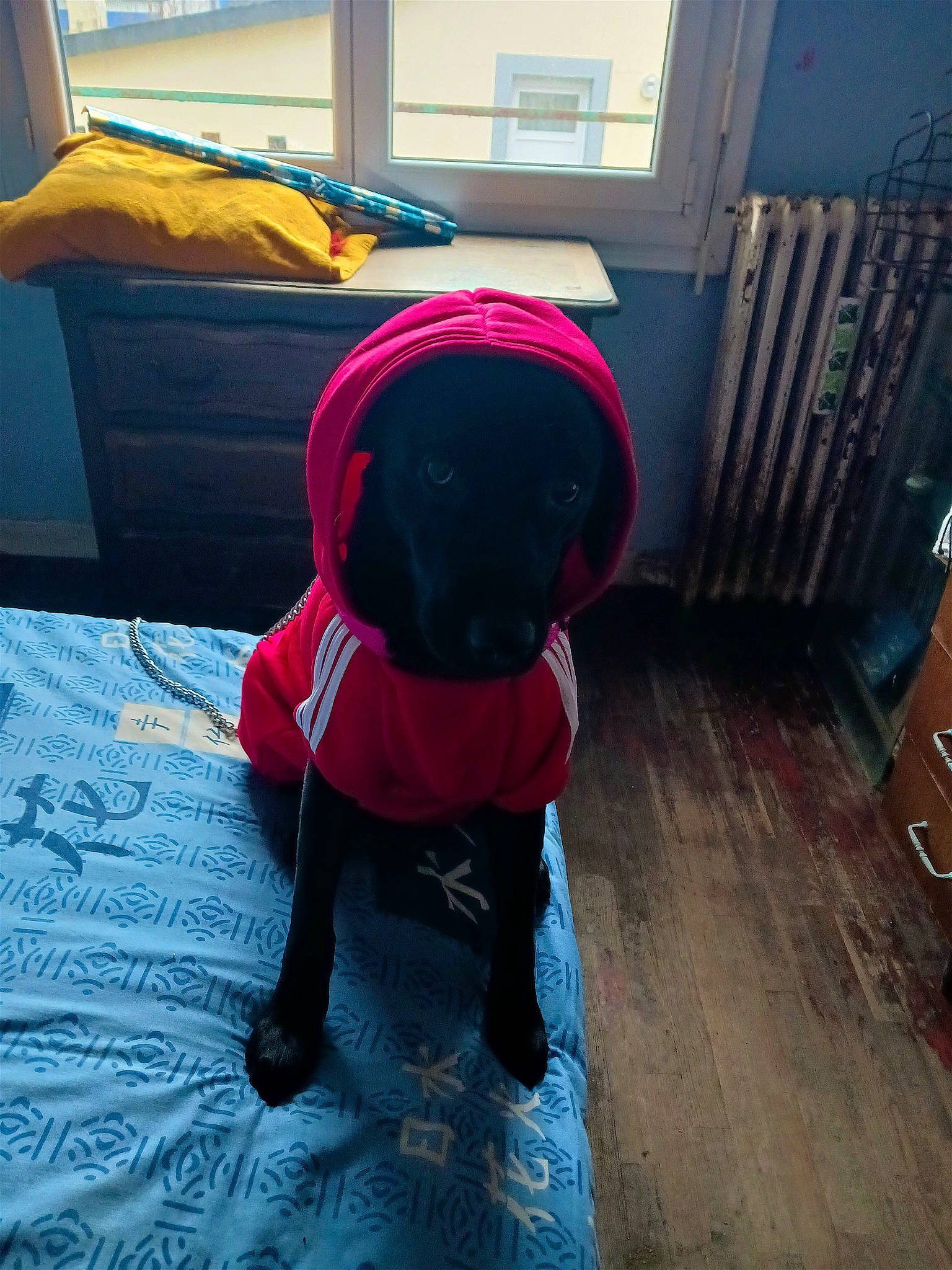Topaze a rejoint le concours — aidez-le/la à gagner de superbes lots ! carnivore, companion_dog, dog, dog_breed, dog_clothes, dog_supply, electric_blue, fashion_accessory, floor, flooring, hardwood, laminate_flooring, magenta, personal_protective_equipment, sporting_group, tail, tints_and_shades, umbrella, window, wood