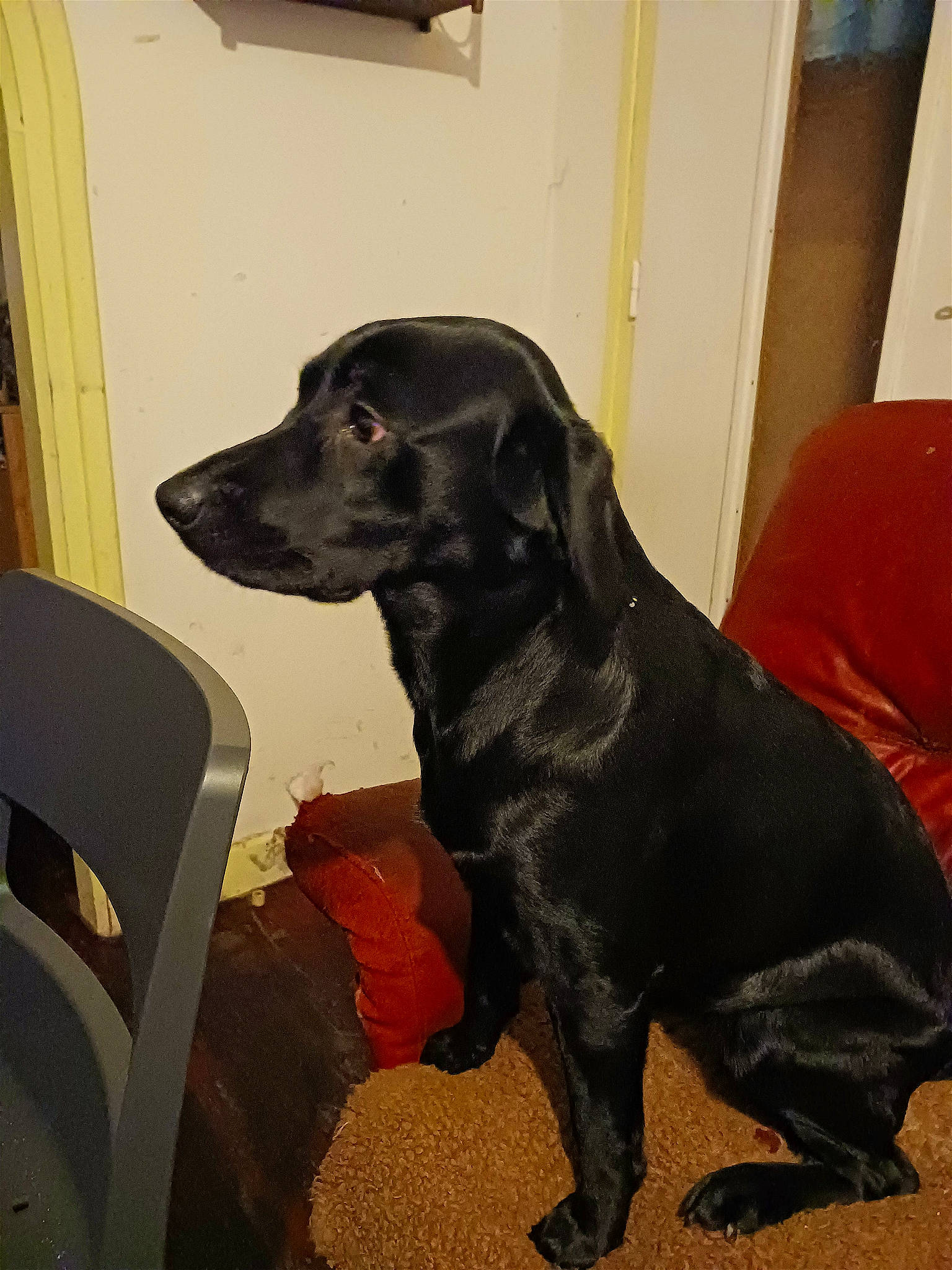 Topaze participe au concours pour gagner de l'argent avec cette photo : borador, canidae, carnivore, chair, comfort, companion_dog, dog, dog_breed, door, flooring, fur, gun_dog, hunting_dog, liver, snout, sporting_group, tail, terrestrial_animal, whiskers, working_animal