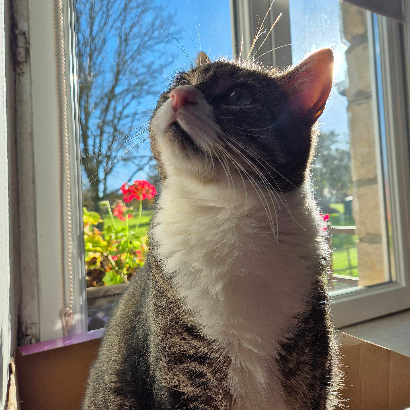 Tango a rejoint le concours — aidez-le/la à gagner de superbes lots ! abyssinian, animal, box, cat, couch, flower, furniture, geranium, hardwood, kitten, manx, pet, picturewindow, plant, pottedplant, siamese, window, windowsill, wood
