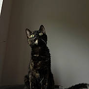Daisy a rejoint le concours — aidez-le/la à gagner de superbes lots ! cat, tortoiseshell, pet, animal, feline, indoor, curious, sitting, green_eyes, fur, whiskers, tail, soft_surface, gray, looking_up, alert, domestic_cat, portrait, side_lighting, quiet