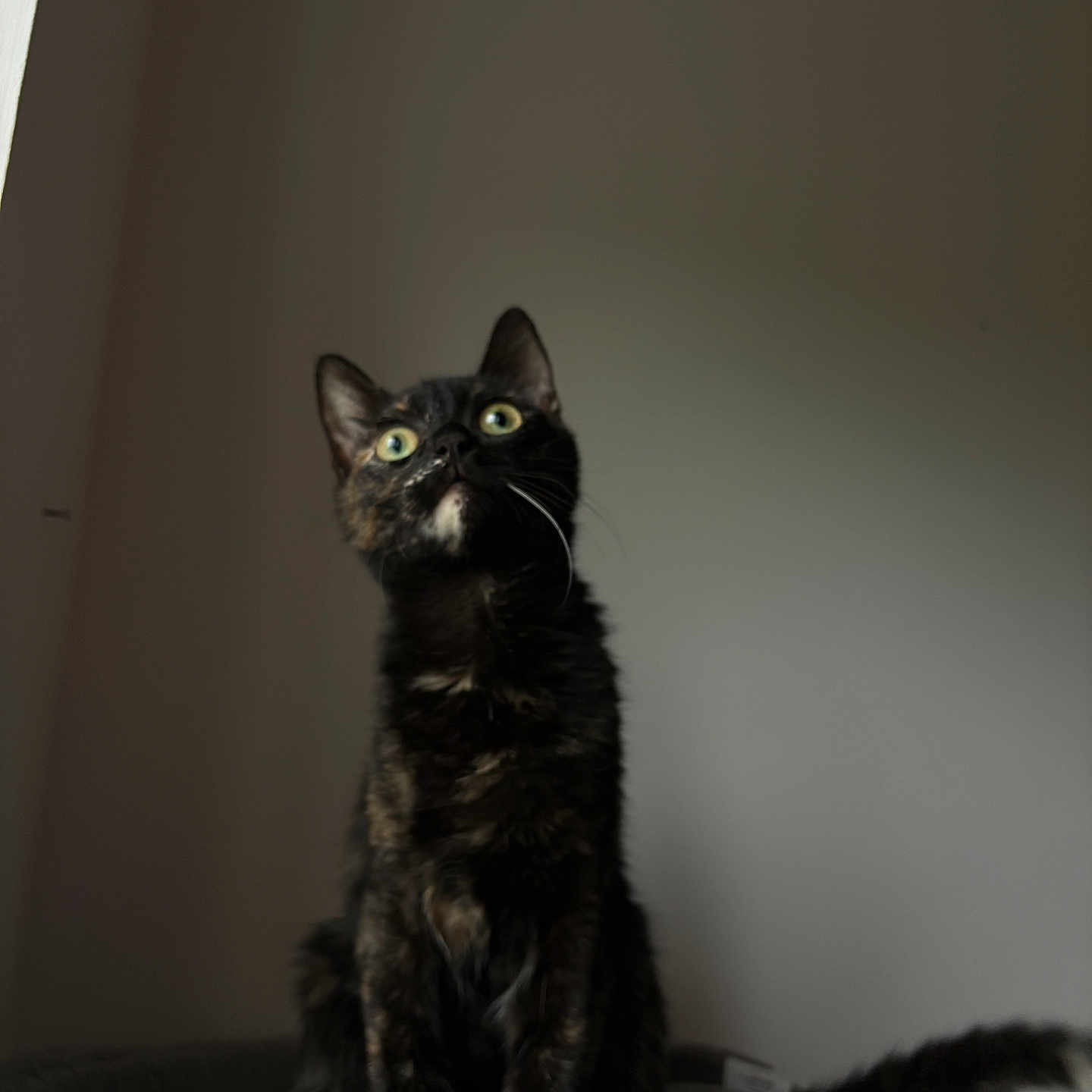 Daisy a rejoint le concours — aidez-le/la à gagner de superbes lots ! cat, tortoiseshell, pet, animal, feline, indoor, curious, sitting, green_eyes, fur, whiskers, tail, soft_surface, gray, looking_up, alert, domestic_cat, portrait, side_lighting, quiet