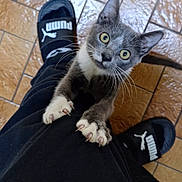 Baboune a rejoint le concours — aidez-le/la à gagner de superbes lots ! kitten, cat, claws, curious, puma_slippers, black_pants, tiled_floor, pet, indoor, playful, animal, whiskers, gray_cat, white_paws, looking_up, close_up, young_cat, climbing, person, footwear