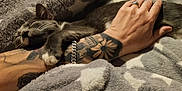 Baboune participe au concours pour gagner de l'argent avec cette photo : animal, arm, blanket, bracelet, cat, claw, closeup, comfort, cozy, fur, gray, hand, kitten, pet, resting, ring, sleeping, soft, tattoo, white