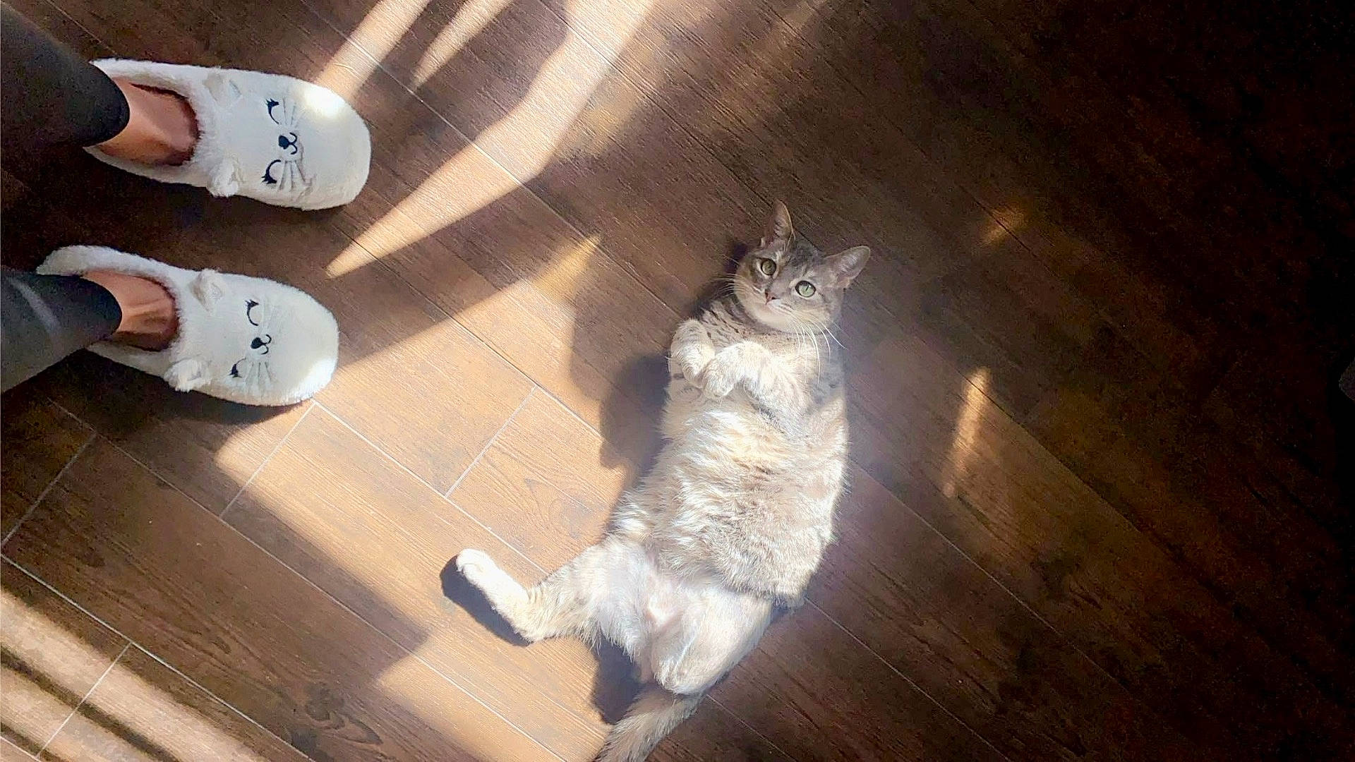 Tipsy is registered to the contest to win money with this photo: animal, baby, cat, clothing, footwear, hardwood, hosiery, indoors, interiordesign, kitten, pants, person, pet, runningshoe, sandal, shoe, sneaker, sock, stainedwood, wood