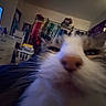Biscuit is registered to the contest to win money with this photo: cat, feline, pet, animal, close_up, whiskers, nose, eyes, fur, white_fur, gray_fur, portrait, indoors, bedroom, laundry_basket, television, dresser, clothing, string_lights, sleepy