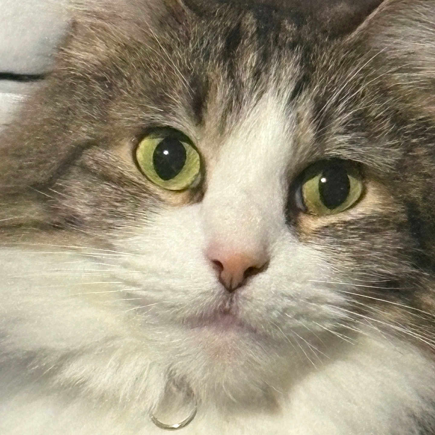 Biscuit is registered to the contest to win money with this photo: cat, feline, pet, animal, close_up, portrait, tabby, white_fur, gray_fur, green_eyes, pink_nose, whiskers, fluffy, fur, muzzle, collar, indoor, staring, cute, photography