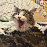 Biscuit joined the competition — help win amazing prizes! cat, kitten, yawning, fluffy, long_hair, tabby, white_fur, gray_fur, pet, animal, face, open_mouth, teeth, whiskers, ears, bed, blanket, pillow, indoors, cozy