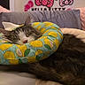 Biscuit is registered to the contest to win money with this photo: cat, sleeping, sleepy, fluffy, long_hair, black_and_white, pet, animal, donut_bed, cushion, lemon_pattern, bedroom, bedding, pillow, cozy, indoors, relaxed, whiskers, closed_eyes, hello_kitty