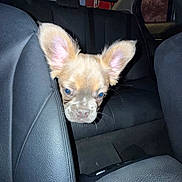 Prince joined the competition — help win amazing prizes! puppy, dog, car_interior, leather_seat, backseat, curious, ears, pet, animal, young_dog, transportation, night, window, seat_belt, cute, closeup, head, inside_vehicle, pet_portrait, domestic_animal