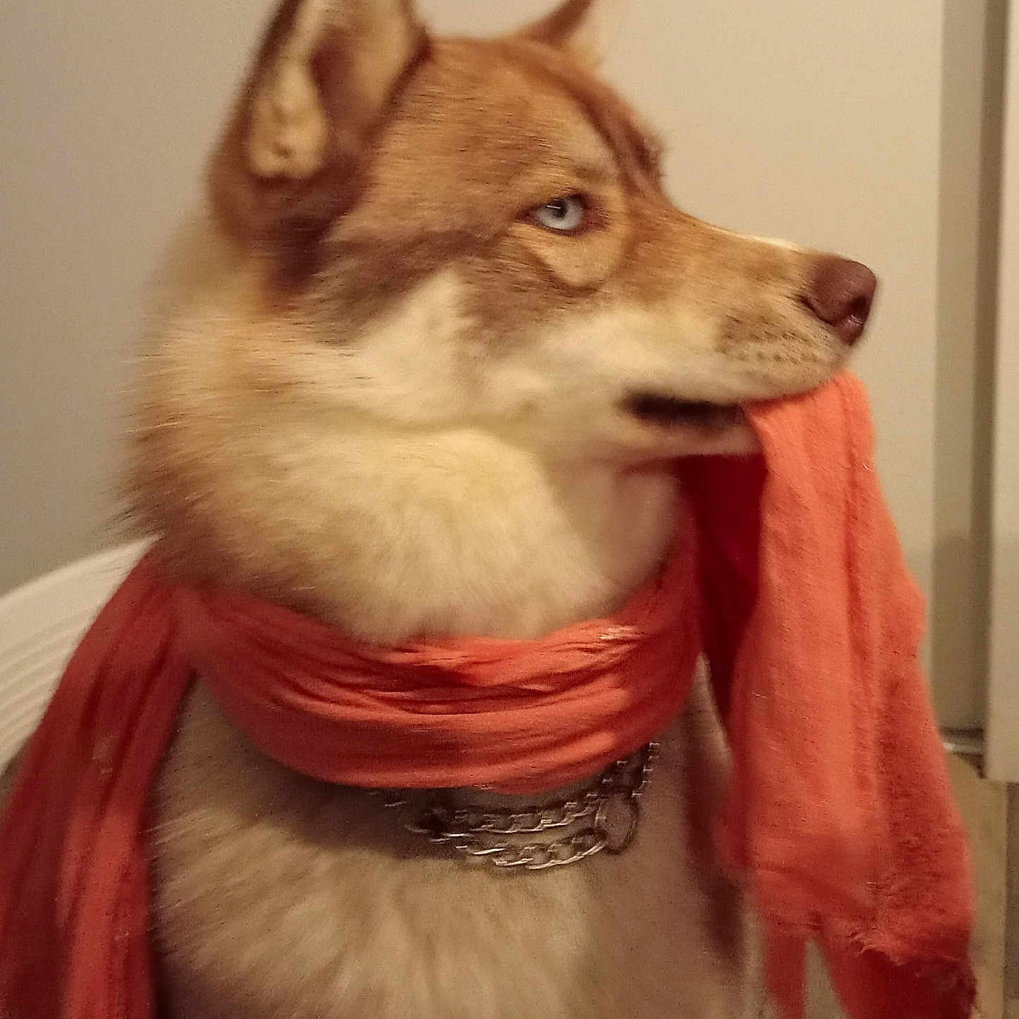 Tekoa a rejoint le concours — aidez-le/la à gagner de superbes lots ! accessories, animal, canine, clothing, collar, dog, eskimodog, fur, homedecor, hound, husky, leash, linen, pet, puppy, scarf, snout, stole, strap, whitedog