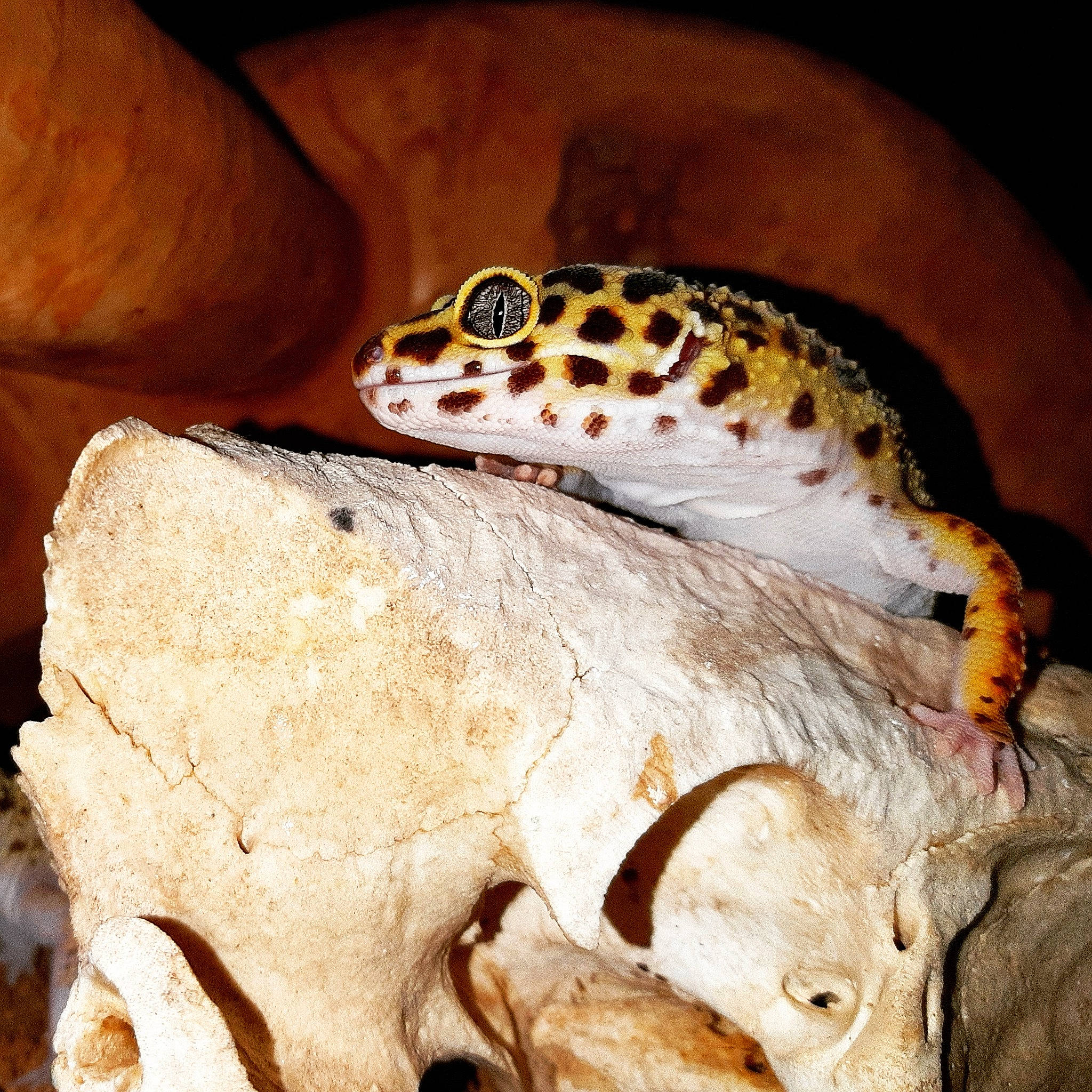 Diana is registered to the contest to win money with this photo: adaptation, amphibian, gecko, lizard, organism, reptile, scaled_reptile, terrestrial_animal