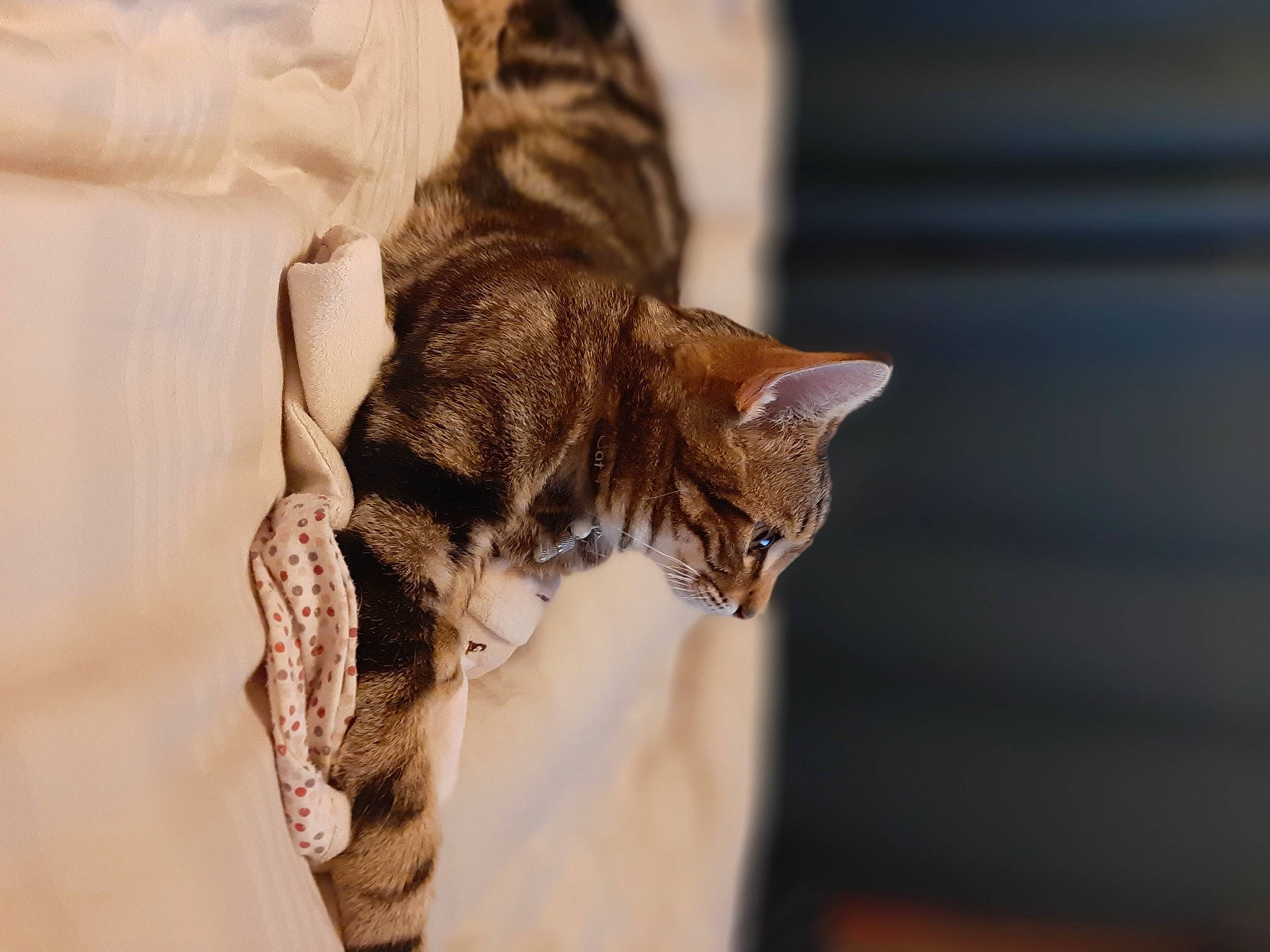 Simba a rejoint le concours — aidez-le/la à gagner de superbes lots ! beard, carnivore, cat, claw, domestic_short_haired_cat, ear, fawn, felidae, fur, human_leg, paw, small_to_medium_sized_cats, snout, tail, tree, whiskers, wildlife, wood