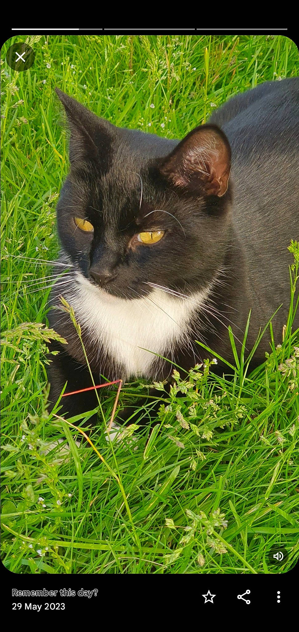 Imi joined the competition — help win amazing prizes! carnivore, cat, domestic_short_haired_cat, eye, felidae, fur, grass, grassland, groundcover, herb, lawn, plant, sitting, small_to_medium_sized_cats, snout, tail, terrestrial_animal, whiskers, wildlife