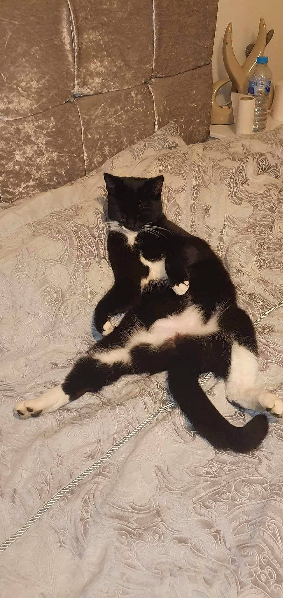 Imi is registered to the contest to win money with this photo: carnivore, cat, claw, comfort, domestic_short_haired_cat, felidae, flooring, foot, fur, human_leg, linens, paw, shadow, small_to_medium_sized_cats, snout, tail, terrestrial_animal, tints_and_shades, whiskers, wood