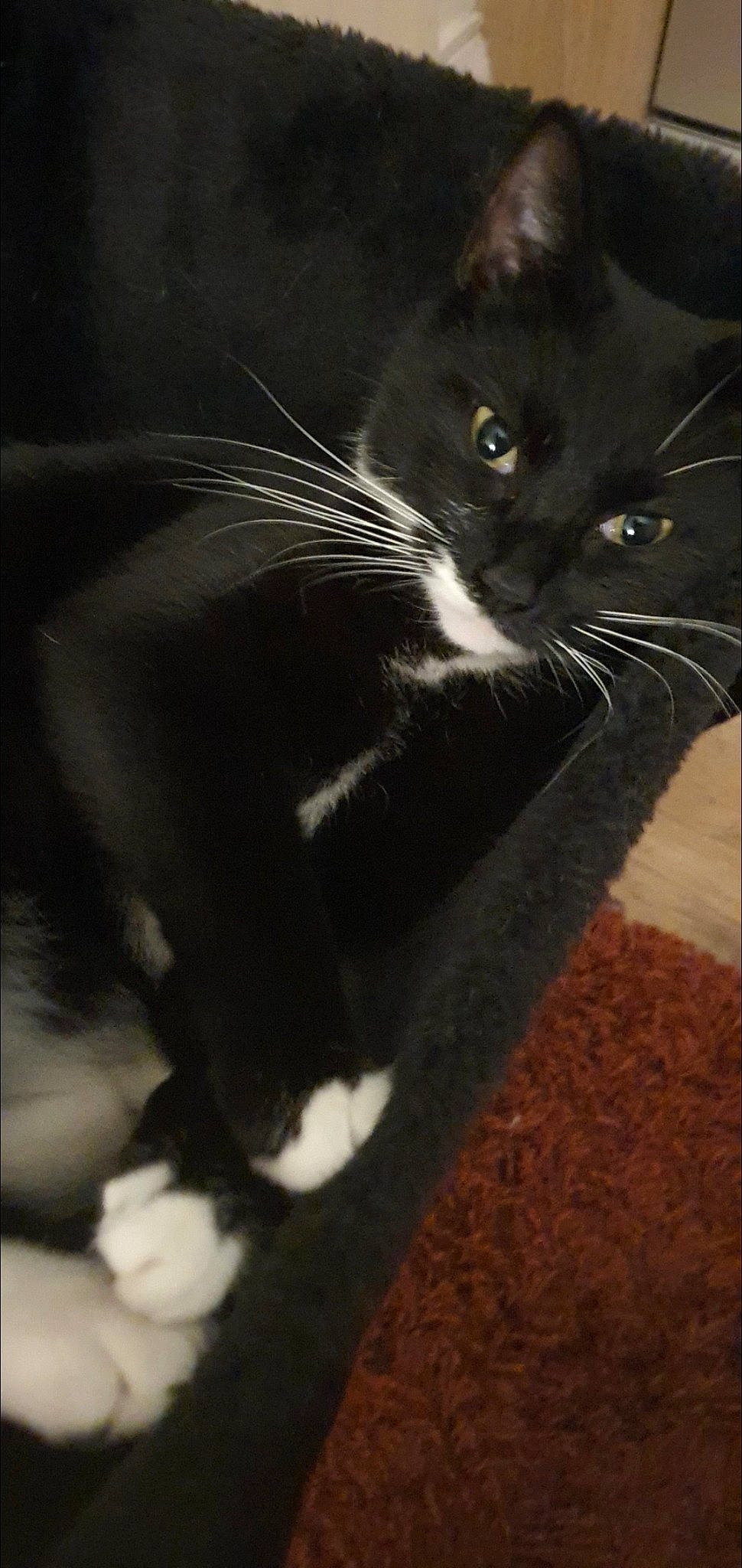 Imi is registered to the contest to win money with this photo: black_cat, carnivore, cat, claw, domestic_short_haired_cat, felidae, fur, monochrome, monochrome_photography, paw, shadow, small_to_medium_sized_cats, snout, stairs, tail, terrestrial_animal, whiskers, window