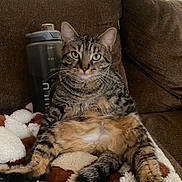 Juni is registered to the contest to win money with this photo: cat, tabby_cat, pet, indoor, couch, blanket, brown, feline, sitting, relaxed, fur, whiskers, green_eyes, domestic_animal, cute, animal, cozy, household, water_bottle, resting