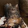 cat, tabby_cat, pet, indoor, couch, blanket, brown, feline, sitting, relaxed, fur, whiskers, green_eyes, domestic_animal, cute, animal, cozy, household, water_bottle, resting