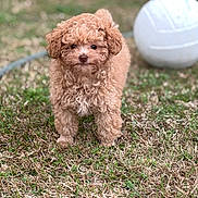 Ollie joined the competition — help win amazing prizes! puppy, dog, curly_fur, grass, outdoor, animal, pet, volleyball, brown, cute, small, young, playful, nature, field, fur, eyes, face, standing, daylight