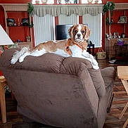 Mickie joined the competition — help win amazing prizes! dog, king_charles_spaniel, pet, animal, sitting, lying_down, groomed, haircut, harness, collar, brown_and_white, floppy_ears, face, living_room, recliner, furniture, curtains, ceiling_fan, indoor, portrait