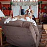 dog, king_charles_spaniel, pet, animal, sitting, lying_down, groomed, haircut, harness, collar, brown_and_white, floppy_ears, face, living_room, recliner, furniture, curtains, ceiling_fan, indoor, portrait