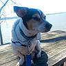 Charlie joined the competition — help win amazing prizes! dog, small_dog, leash, collar, jacket, outdoor, lake, water, bench, picnic_table, wood, tree, bare_tree, daytime, pet, animal, calm, sitting, nature, scenic
